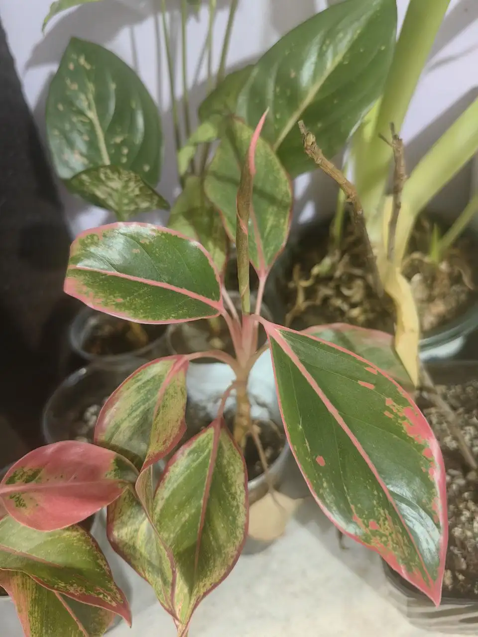 Продам Аглаонему и Сингониум - Барахолка в Минусинск