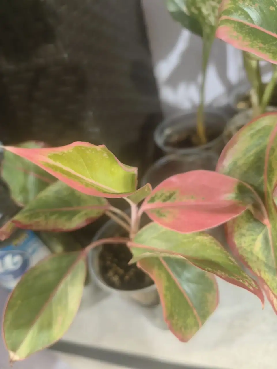 Продам Аглаонему и Сингониум - Барахолка в Минусинск