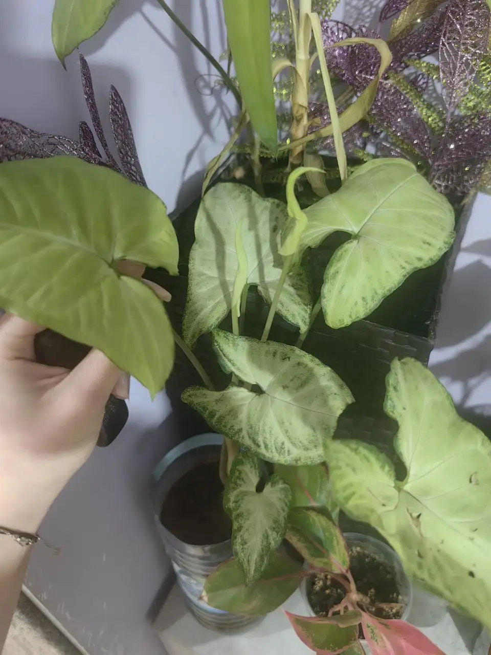 Продам Аглаонему и Сингониум - Барахолка в Минусинск