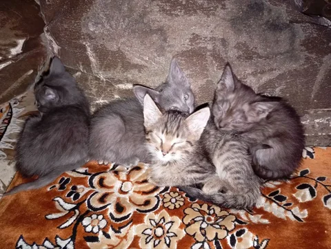 Котята в добрые руки - Скот в Минусинск