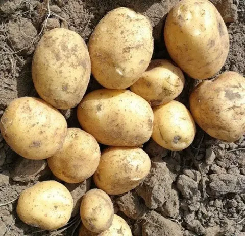 Продам картофель Адретта - частное объявление в Толчея
