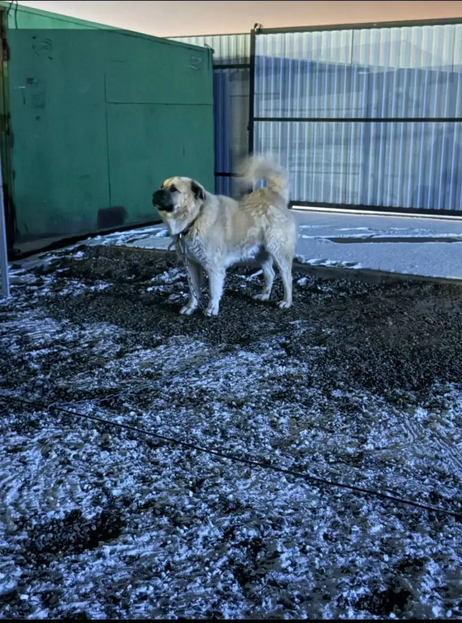 Алабай 4 года ищет новых хозяев - Собаки (Животные) в Минусинск