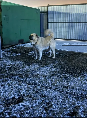 Алабай 4 года ищет новых хозяев - Скот в Минусинск