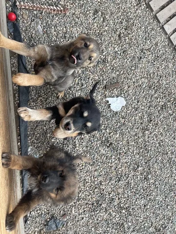 Отдам щенят 4 месяца - Скот в Минусинск