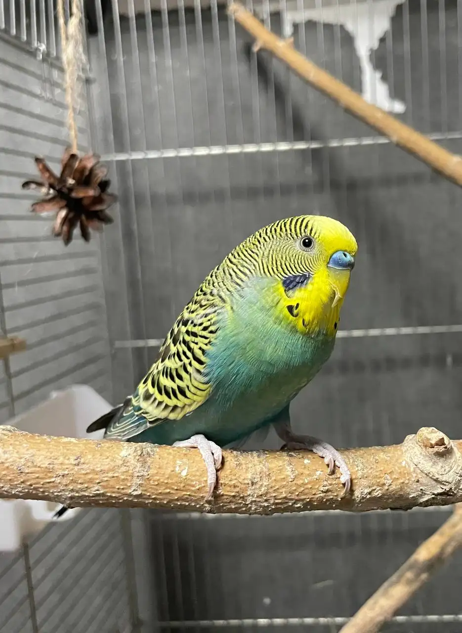 Продажа попугайчиков - Птицы (Животные) в Минусинск