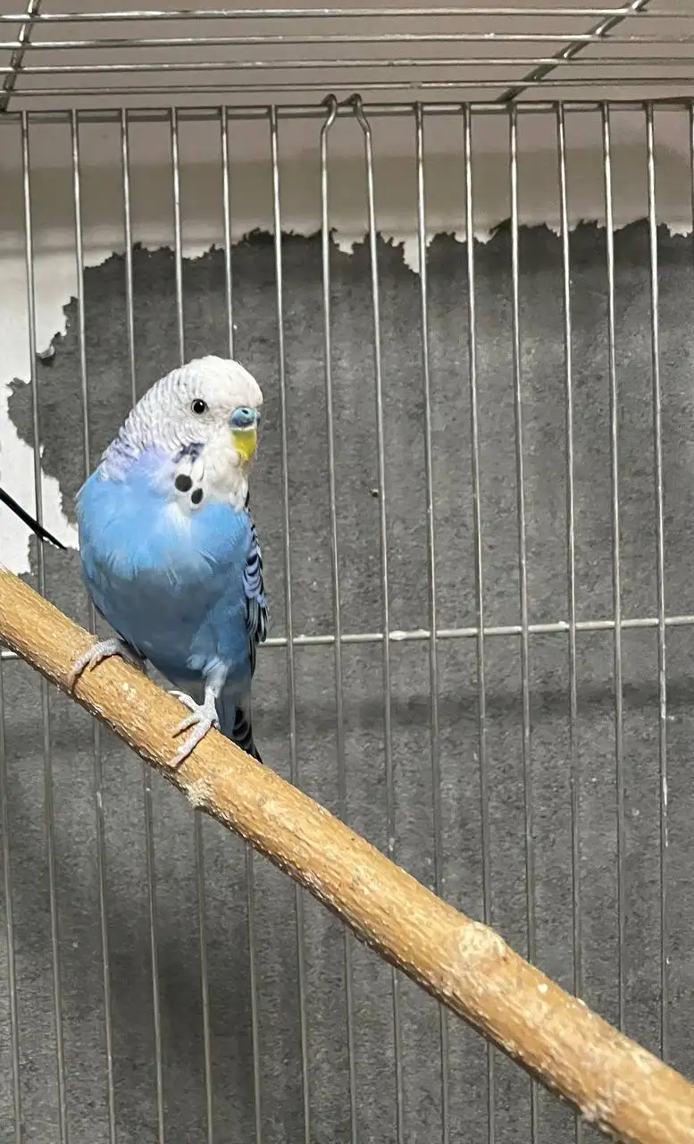 Продажа попугайчиков - Птицы (Животные) в Минусинск