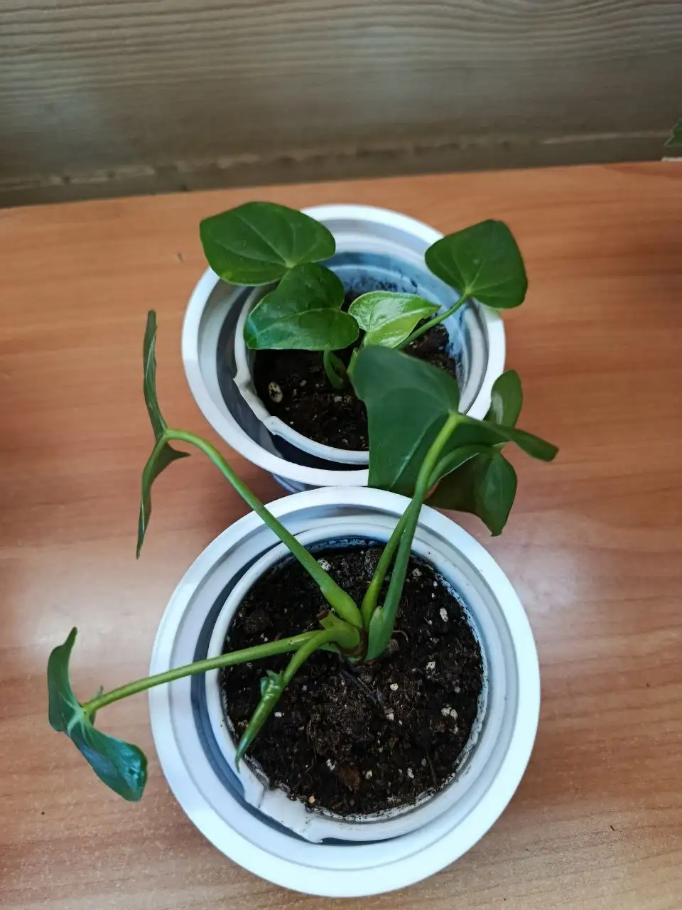 Продажа товара через барахолку - Барахолка в Минусинск