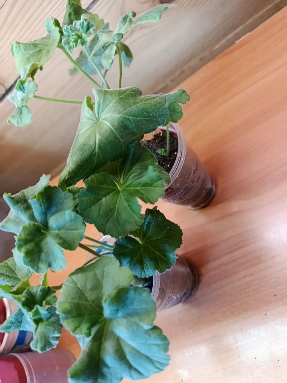 Продажа товара через барахолку - Барахолка в Минусинск