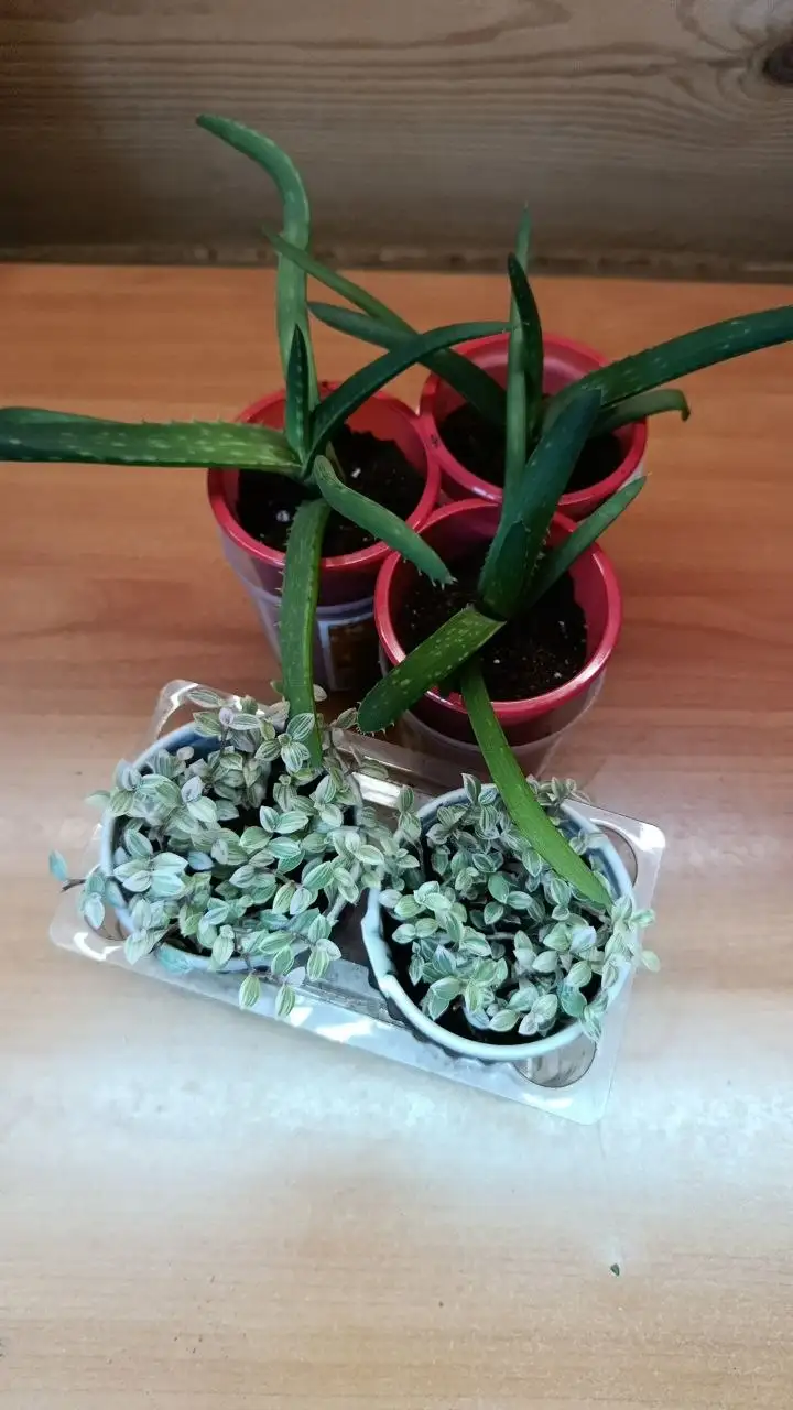 Продажа товара через барахолку - Барахолка в Минусинск