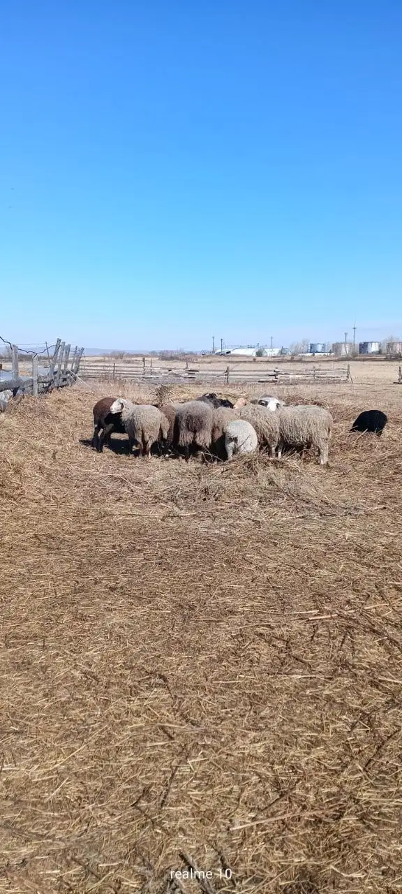 Продажа племенных овцематок - Сельскохозяйственные животные (Животные) в Минусинск