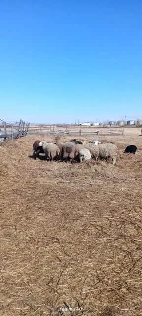 Продажа племенных овцематок - Сельскохозяйственные животные в Минусинск