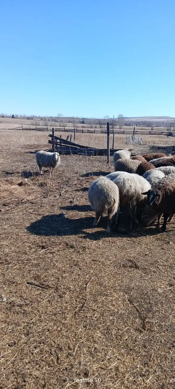 Продажа племенных овцематок - Сельскохозяйственные животные (Животные) в Минусинск