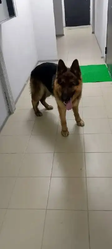 Собака в Минюсинске - Собаки (Животные) в Минусинск