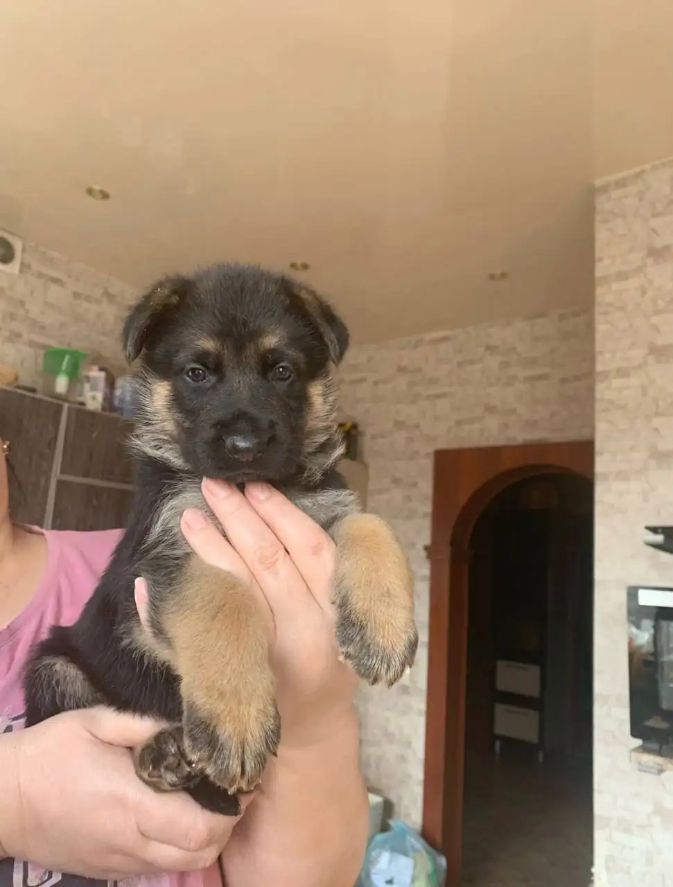 Щенки немецкой овчарки - Собаки (Животные) в Минусинск