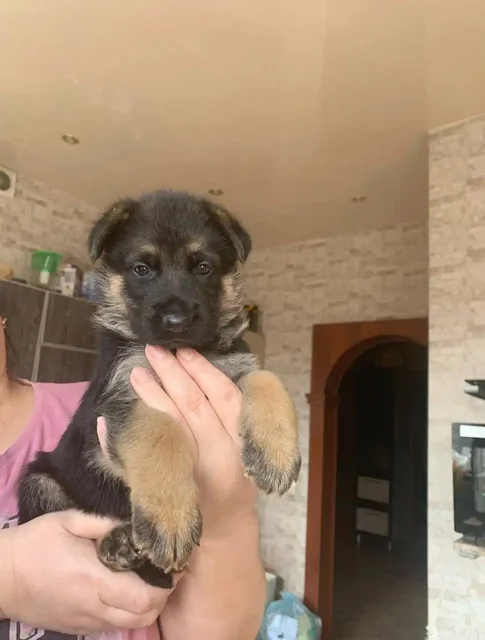 Щенки немецкой овчарки - частное объявление в Минусинск