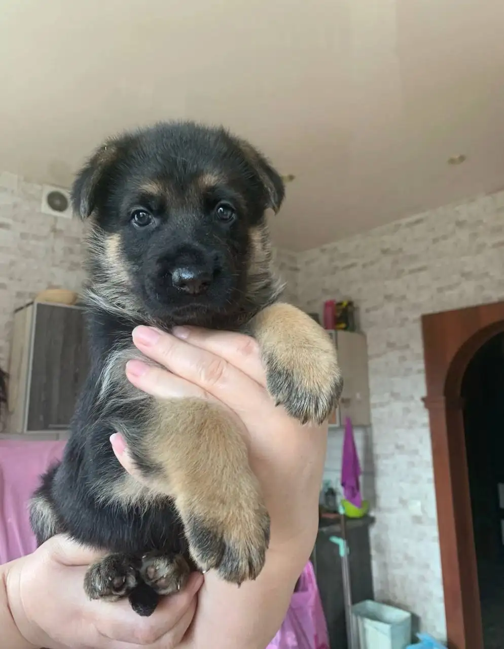 Щенки немецкой овчарки - Собаки (Животные) в Минусинск