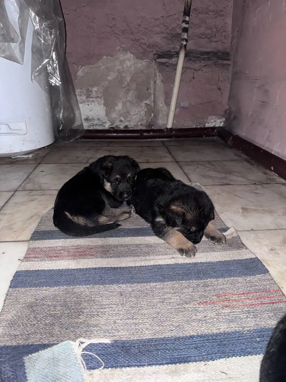 Щенки немецкой овчарки - Собаки (Животные) в Минусинск