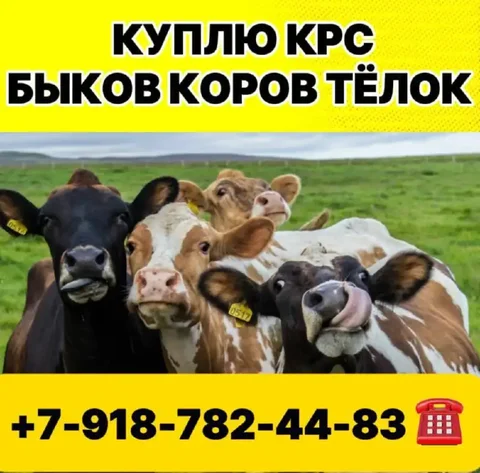 Закупка бычков, тёлок и коров на разведение - частное объявление в Минусинск
