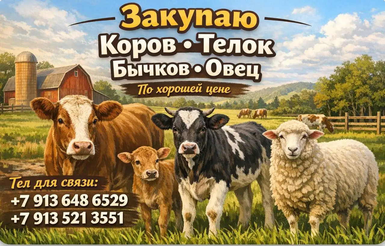 Куплю коров, телок, бычков стельных или с телятами - Скот (Животные) в Минусинск