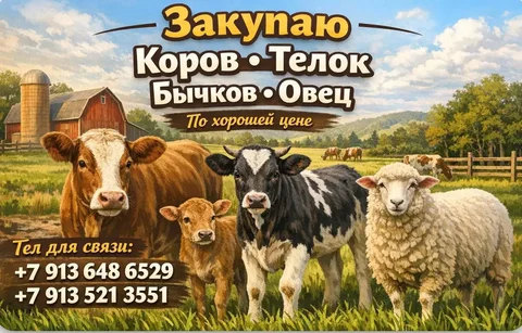 Куплю коров, телок, бычков стельных или с телятами - частное объявление в Минусинск