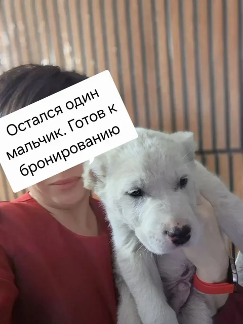 Щенок САО 2 месяца - частное объявление в Ермаковское