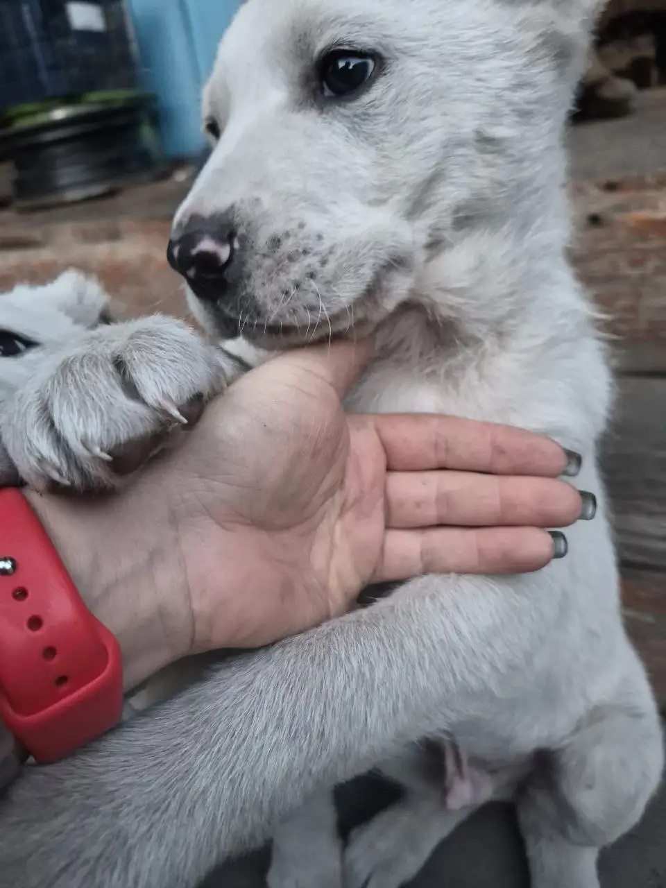 Щенок САО 2 месяца - Собаки (Животные) в Ермаковское