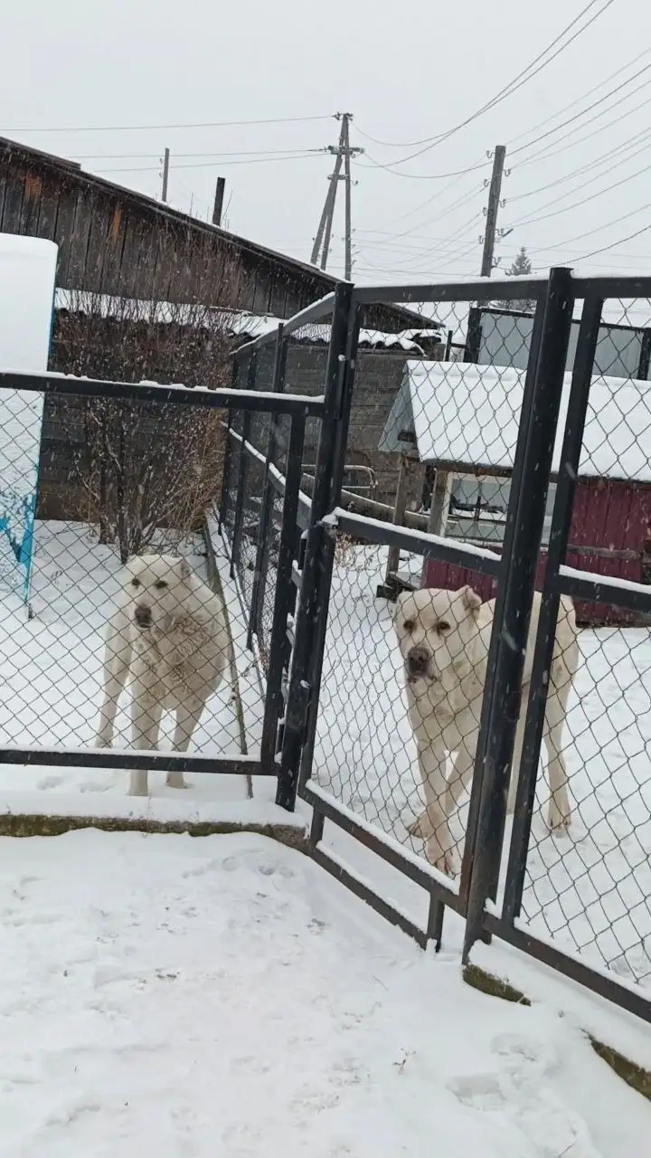 Щенок САО 2 месяца - Собаки (Животные) в Ермаковское