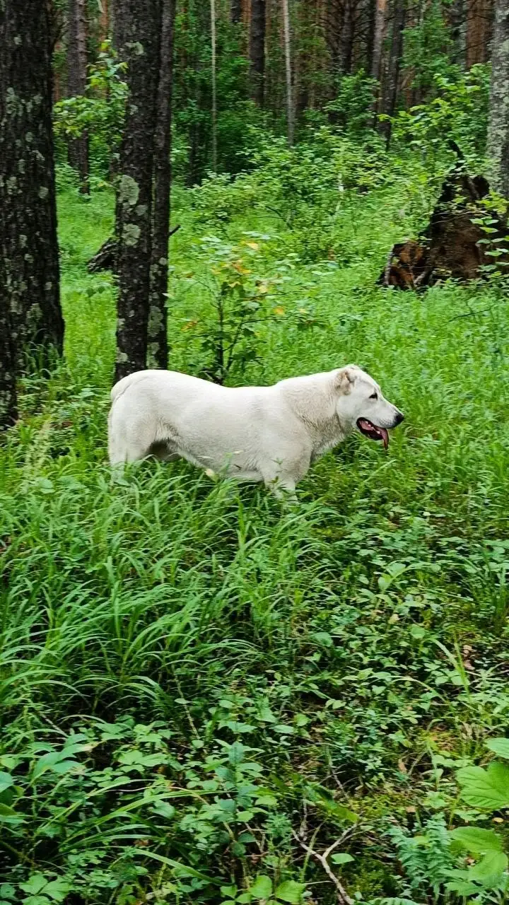 Щенок САО 2 месяца - Собаки (Животные) в Ермаковское
