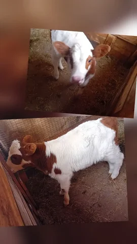 Продам телку 1 мес - Поиск животных в Шушенское