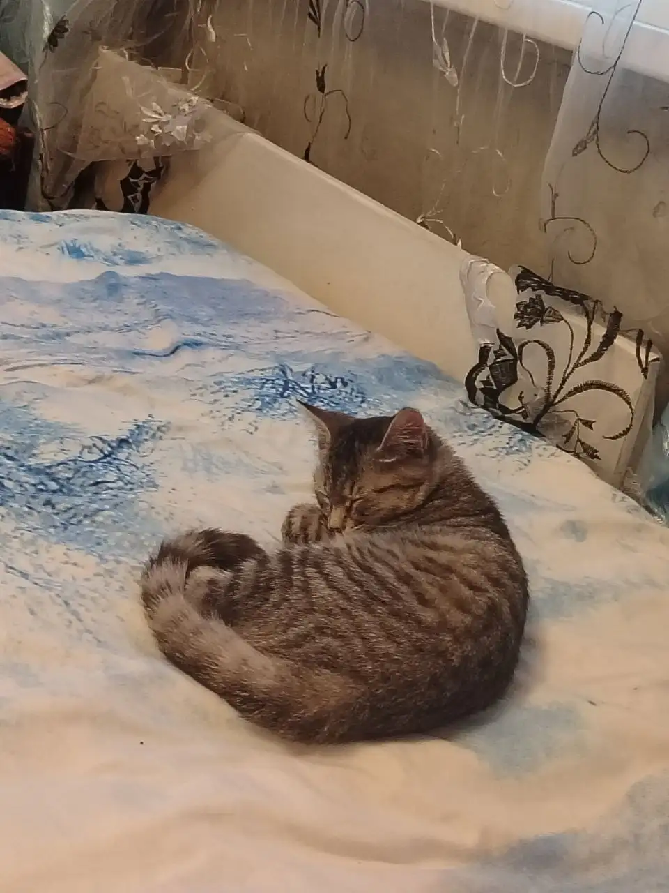 Потерялся кот Вася в районе Советской - Поиск животных (Животные) в Минусинск