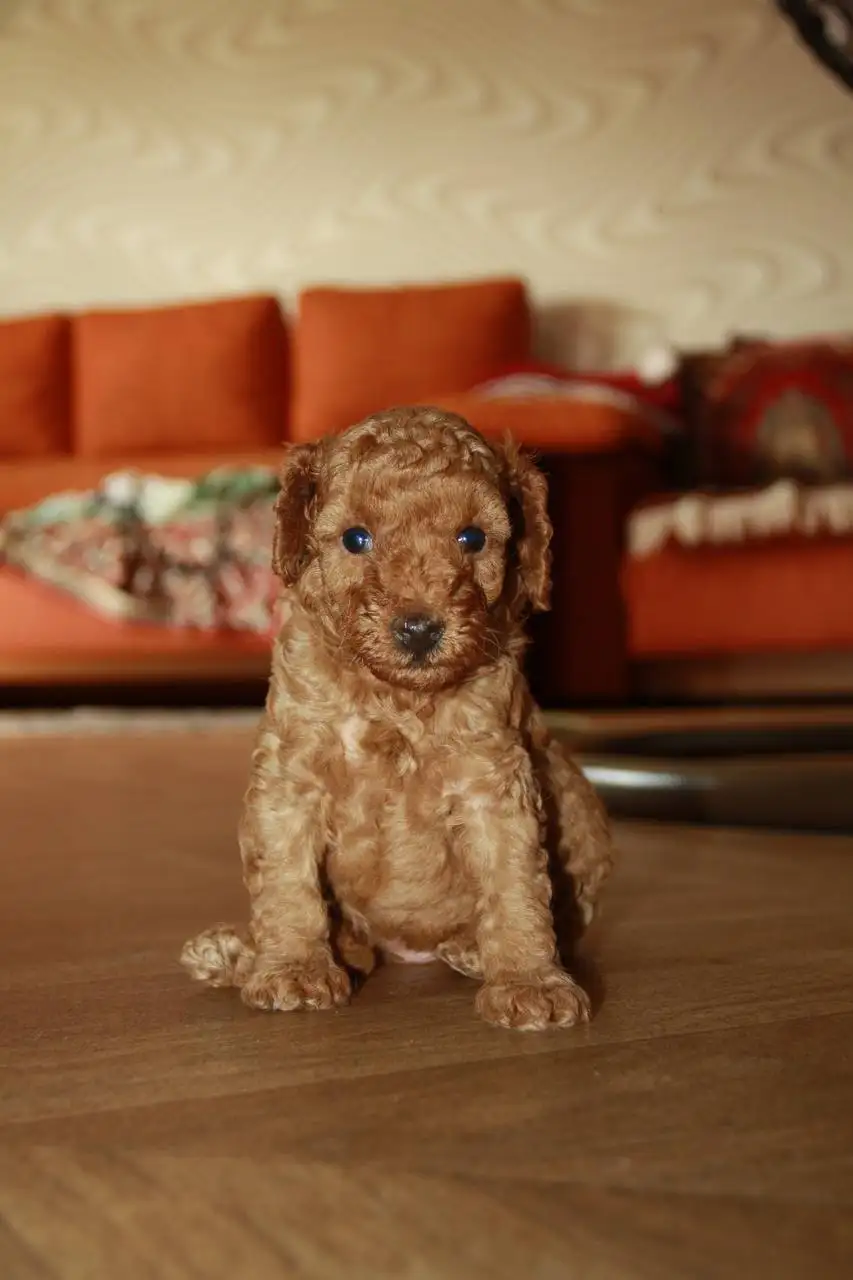 Щенки миниатюрного пуделя - Собаки (Животные) в Минусинск