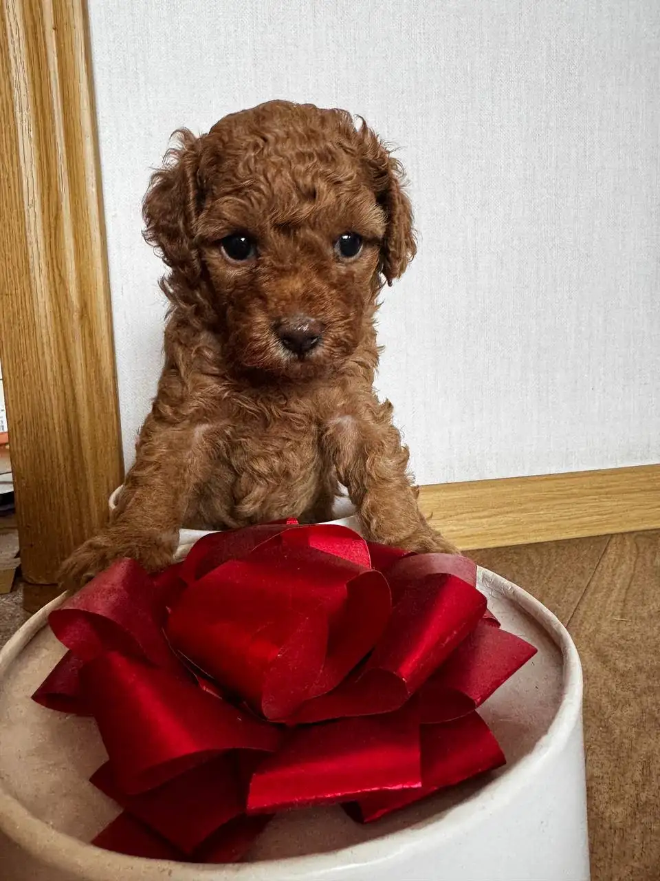 Щенки миниатюрного пуделя - Собаки (Животные) в Минусинск