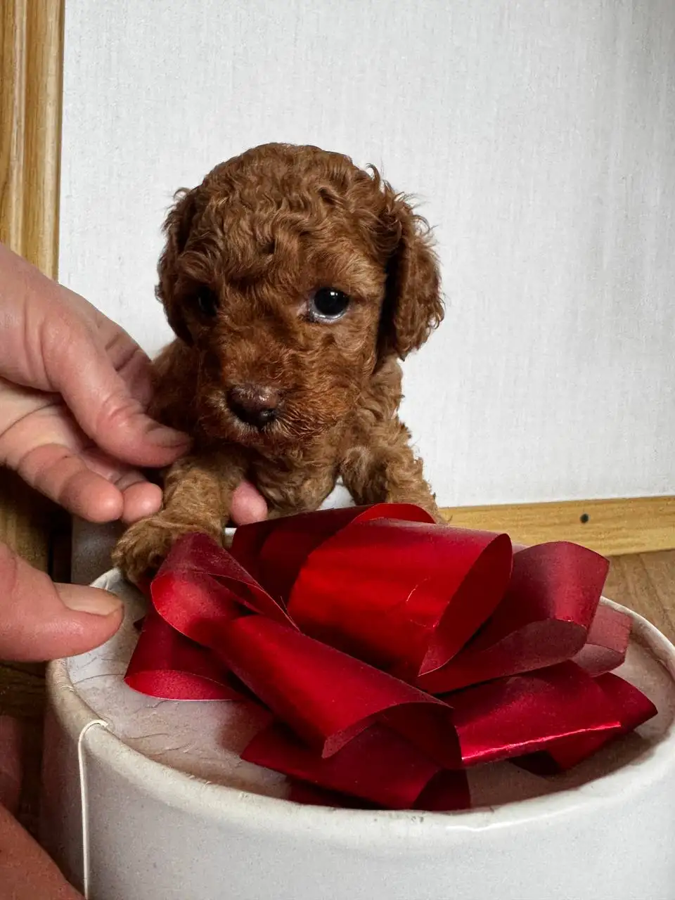 Щенки миниатюрного пуделя - Собаки (Животные) в Минусинск