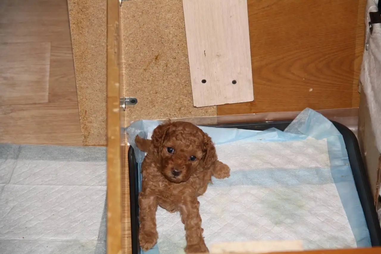 Щенки миниатюрного пуделя - Собаки (Животные) в Минусинск