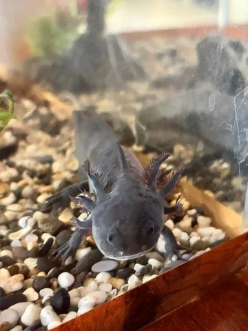 Продажа аксолотля - Собаки в Шушенское