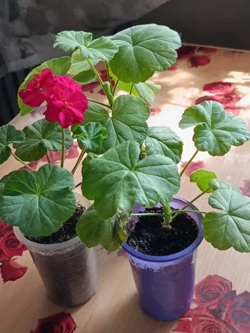 Осенние черенки пеларгоний - Садоводство в Минусинск