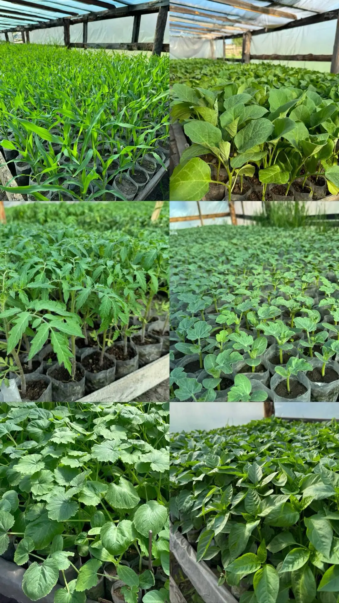 Продам рассаду - Рассада (Для дома и дачи) в Селиваниха