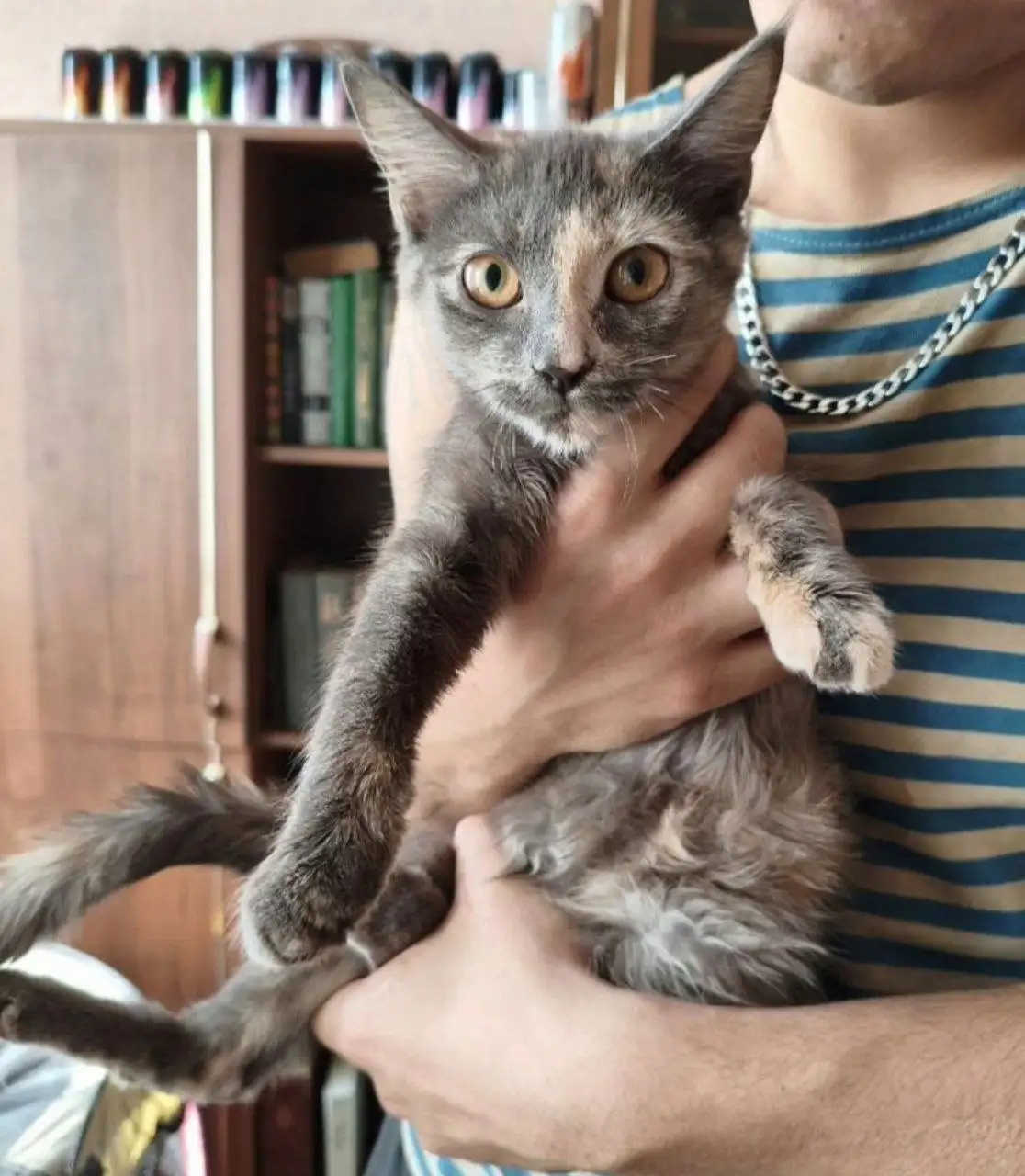 Отдам котенка в добрые руки - Кошки (Животные) в Минусинск
