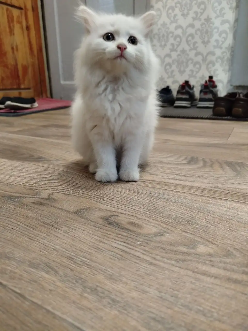 Котенок Турецкая Ангора в добрые руки - Кошки (Животные) в Минусинск