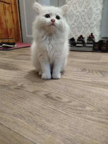 Котенок Турецкая Ангора в добрые руки - Животные в Минусинск
