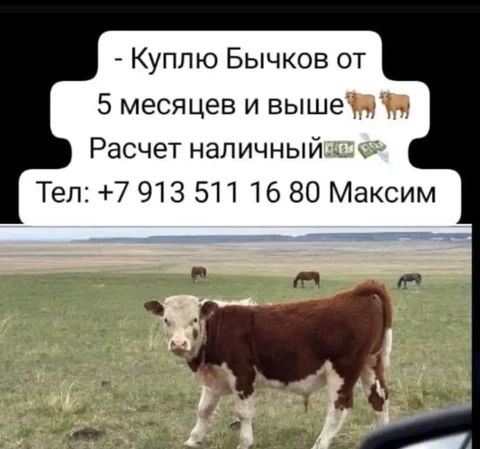 Куплю быков - частное объявление в Минусинск