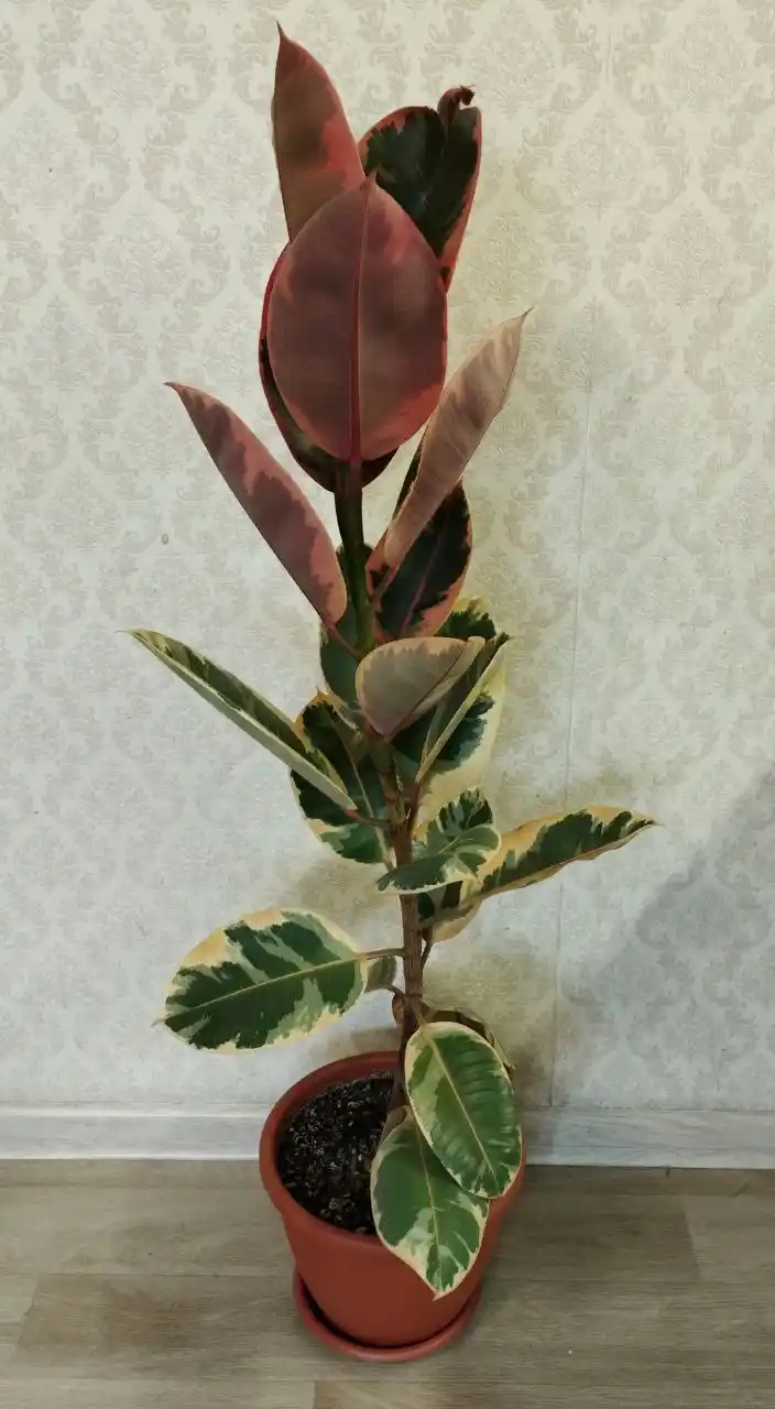 Продам красивый фикус