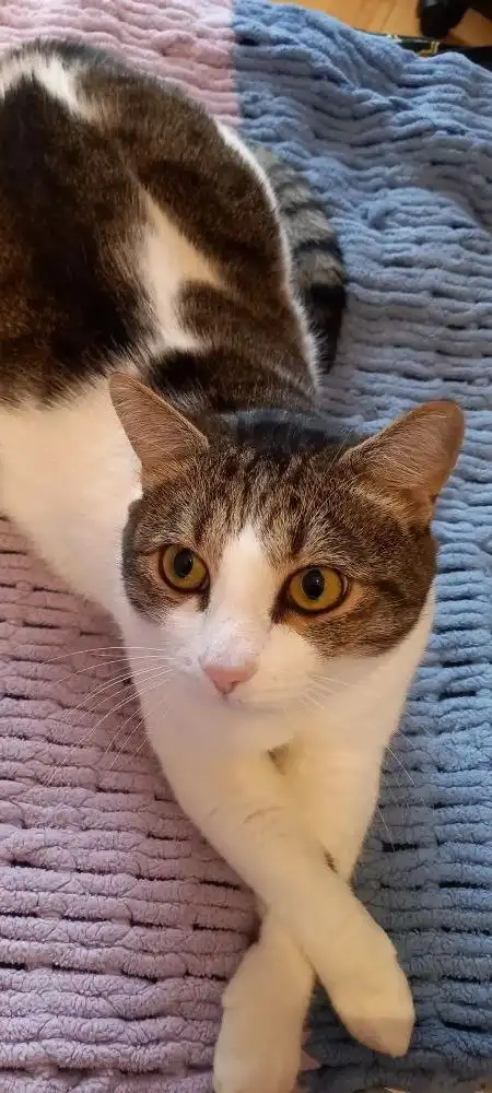 Кот Тишка 3 года в добрые руки