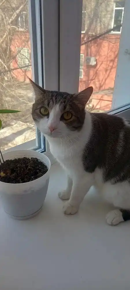 Кот Тишка 3 года в добрые руки