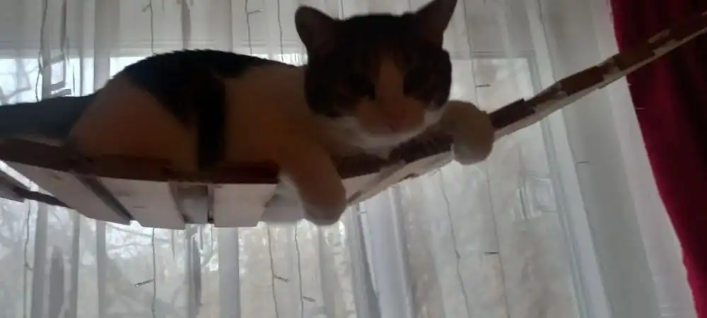 Кот Тишка 3 года в добрые руки