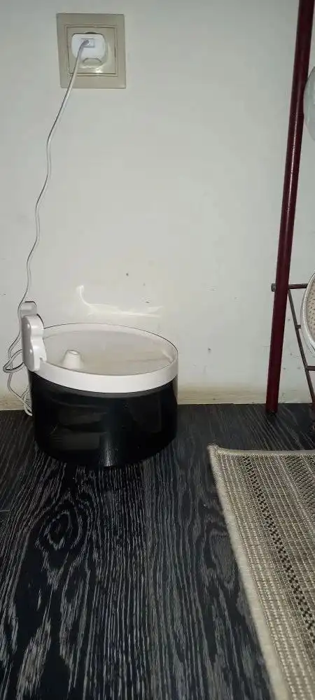 Кот Тишка 3 года в добрые руки