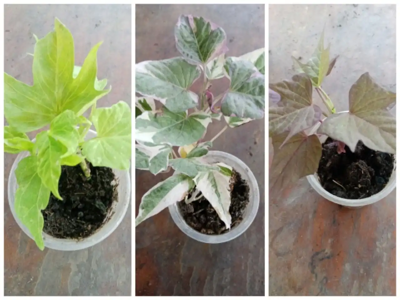 Укорененные черенки ипомеи батат - Растения (Хобби и отдых) в Новосибирск