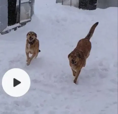 Пропали собаки в Кольцово, Барышево, Академ, Ельцовка - Животные в Новосибирск