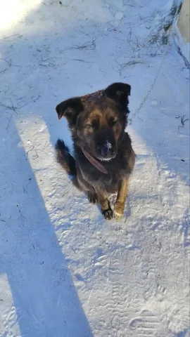 Собака найдена в Искитиме - Животные в Искитим