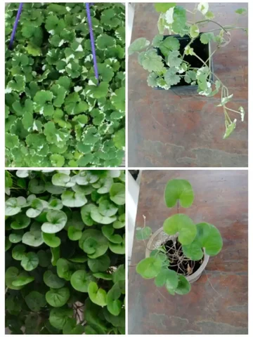 Продажа укорененных черенков будры вариегатной и дихондры изумрудный водопад - Коллекционные предметы в Новосибирск